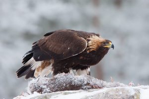 Read more about the article Fugle er marionetdukker med et dødt ydre