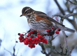 Read more about the article Livet som frugtædende fugl