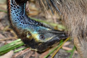 Read more about the article Er alle fugleindivider unikke?