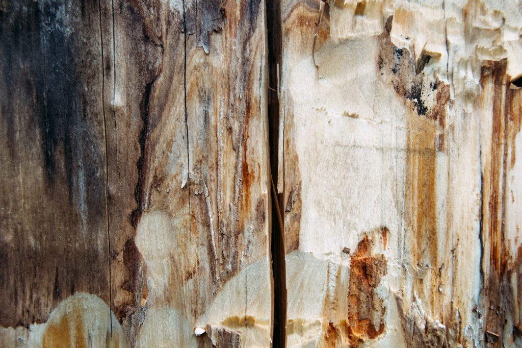 Aesthetic wooden background. Old brown rustic wooden texture. Dry rotten stump textured backdrop