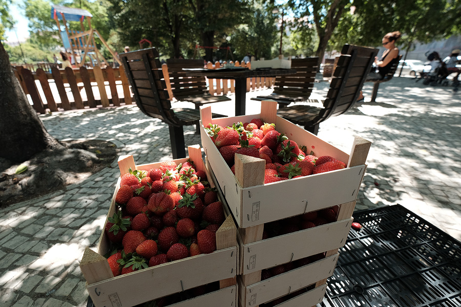 Strawberries at my local market. Shot with the 10-24mm. Classic Chrome film simulation. JPG image straight from the camera