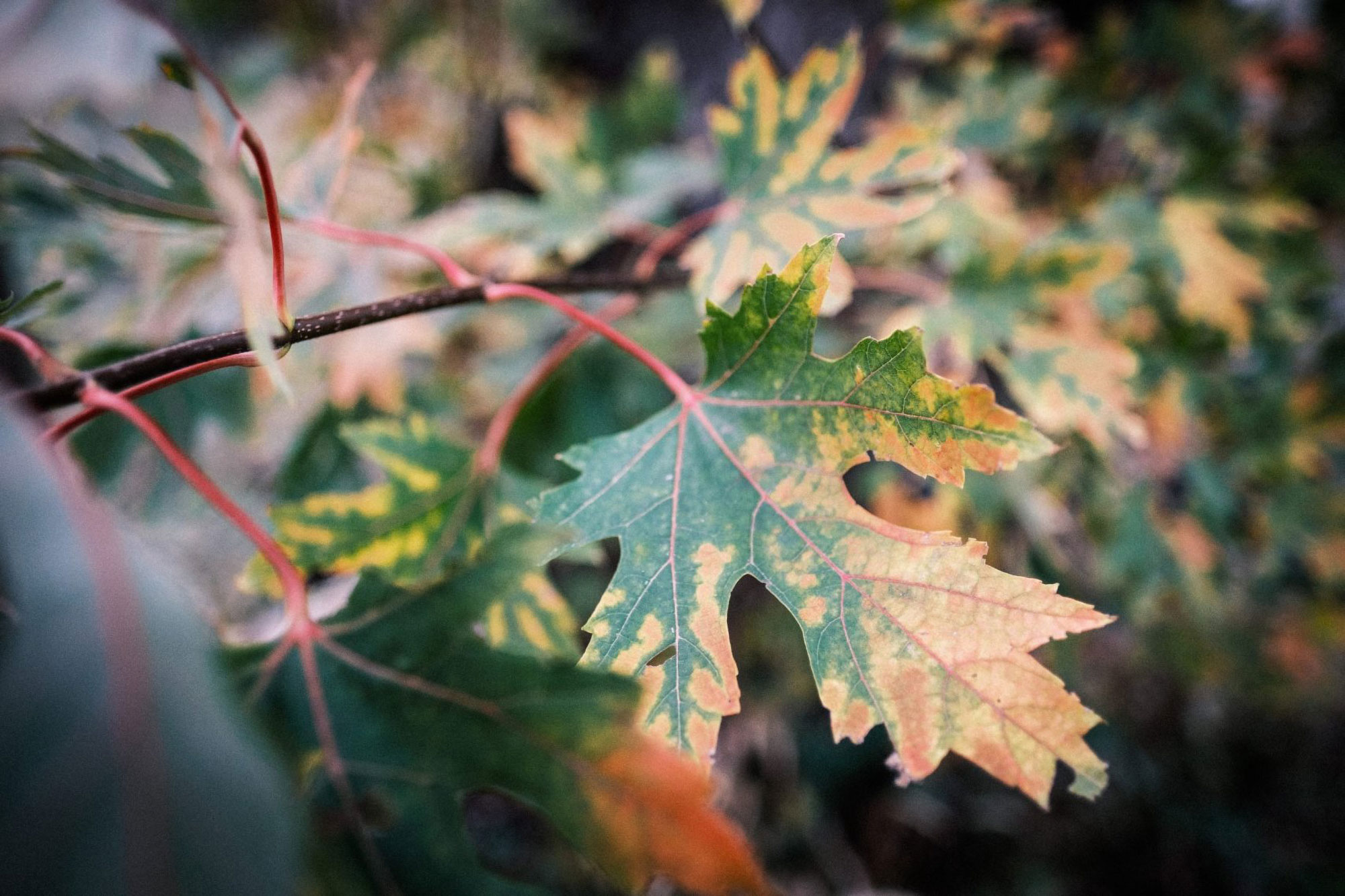 A Chilly October Day – A Walk With the Fuji 16mm F1.4