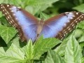 Blue Morpho