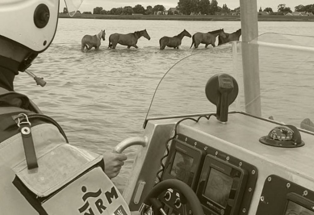 KNRM redt paarden uit Ijsselmeer bij Gaast