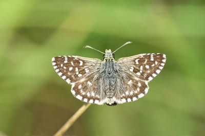 Grizzled Skipper