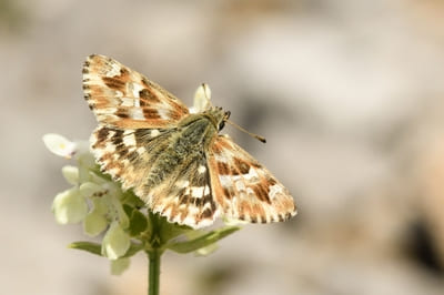 Marbled skipper