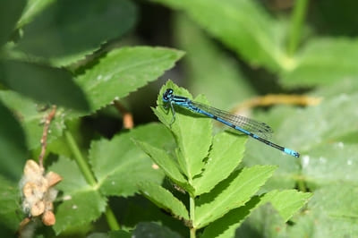 Azure Bluet