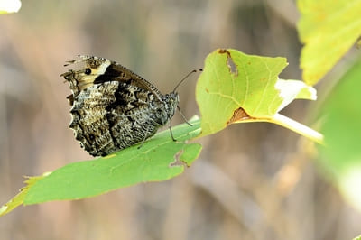 Woodland / Eastern Rock Grayling