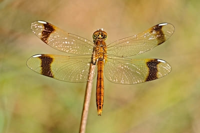 Banded Darter