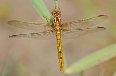 Keeled Skimmer