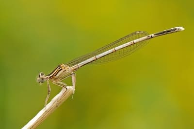 White-legged Damselfly