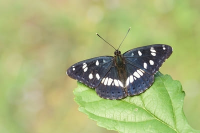 Blauwe ijsvogelvlinder