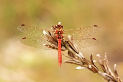 Ruddy Darter