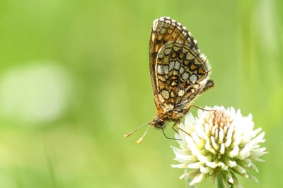 Heath Fritillary