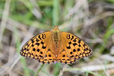 High Brown Fritillary