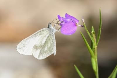 Wood White