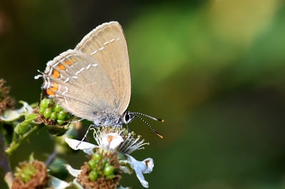 Ilex Hairstreak