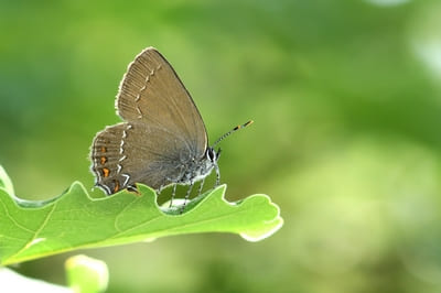 Ilex Hairstreak