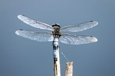 Scarce Chaser