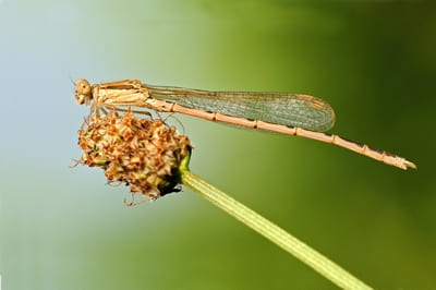 Common Winter Damselfly