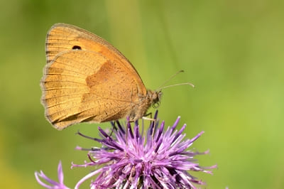 Meadow Brown