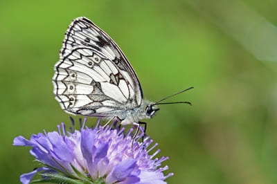 Marbled White