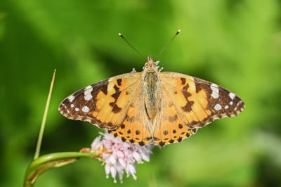 Painted Lady