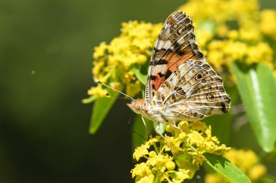 Painted Lady