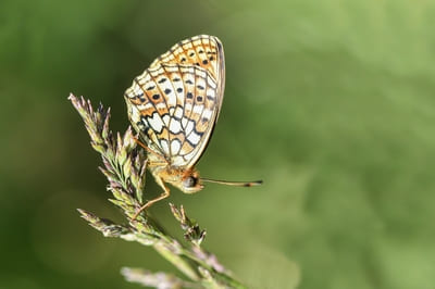 Dubbelstippel parelmoervlinder