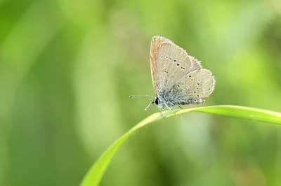 Small Blue