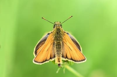 Small Skipper