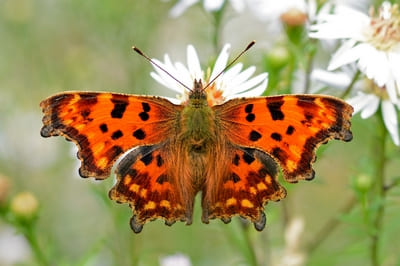 Comma