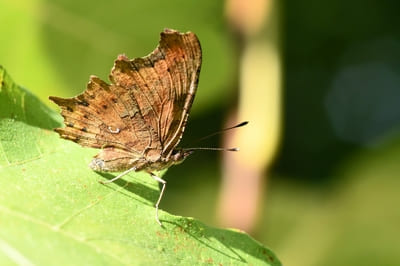 Comma Butterfly