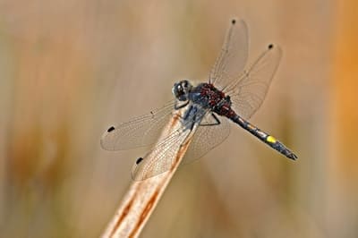 Large White-faced Darter