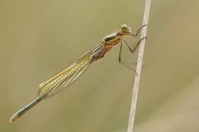 Emerald Damselfly