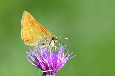 Large Skipper