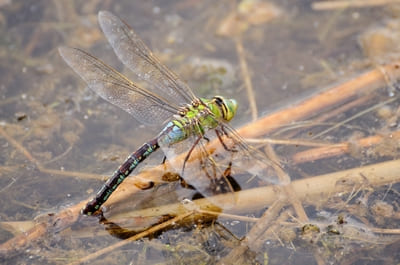 Emperor Dragonfly