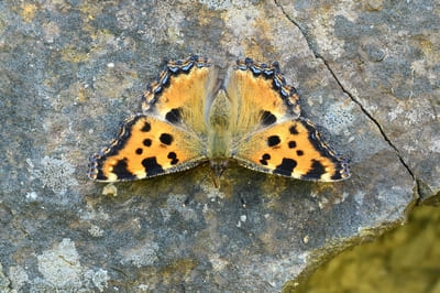 Large Tortoiseshell