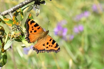 Large Tortoiseshell