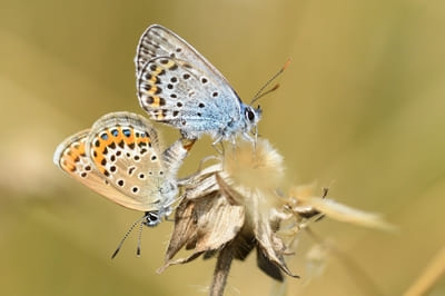 Silver-studded Blue