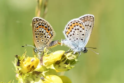 Silver-studded Blue