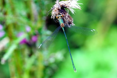 Willow Emerald Damselfly