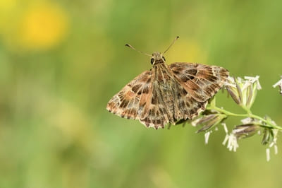 Mallow Skipper