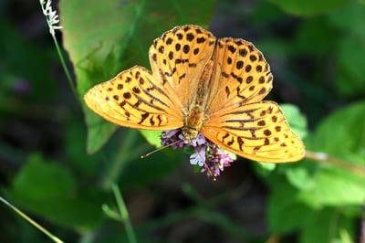 Silver-washed Fritillary