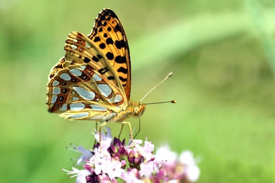 Queen of Spain Fritillary