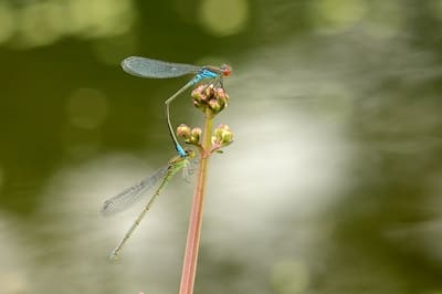 Small Red-eyed Damselfly