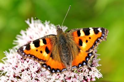 Small Tortoiseshell