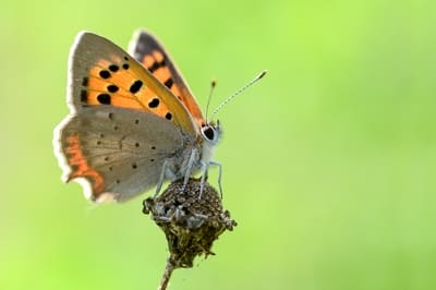 Small Copper