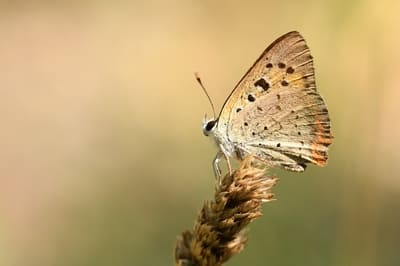 Kleine vuurvlinder