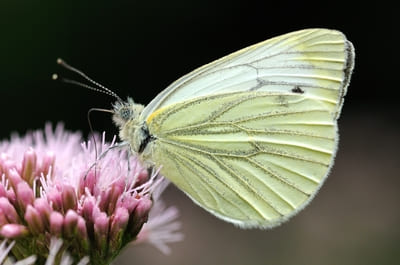 Green-veined White